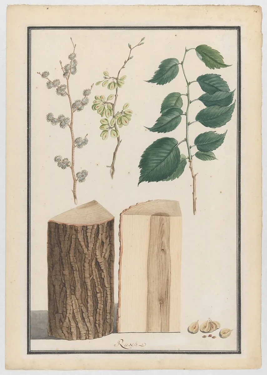 Studies of the leaves, blossoms, fruits and trunk of an English elm (Ulmus procera) — Ludwig Pfleger