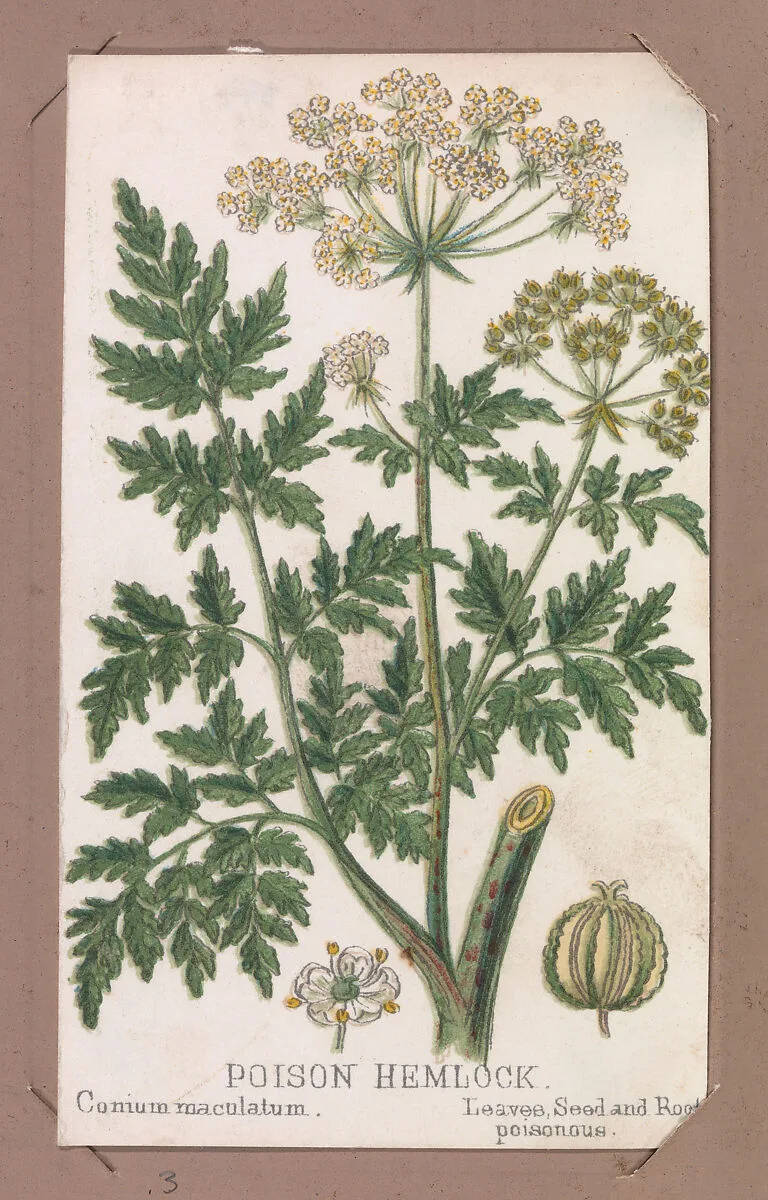 Poison Hemlock from the Plants series — Louis Prang & Co.