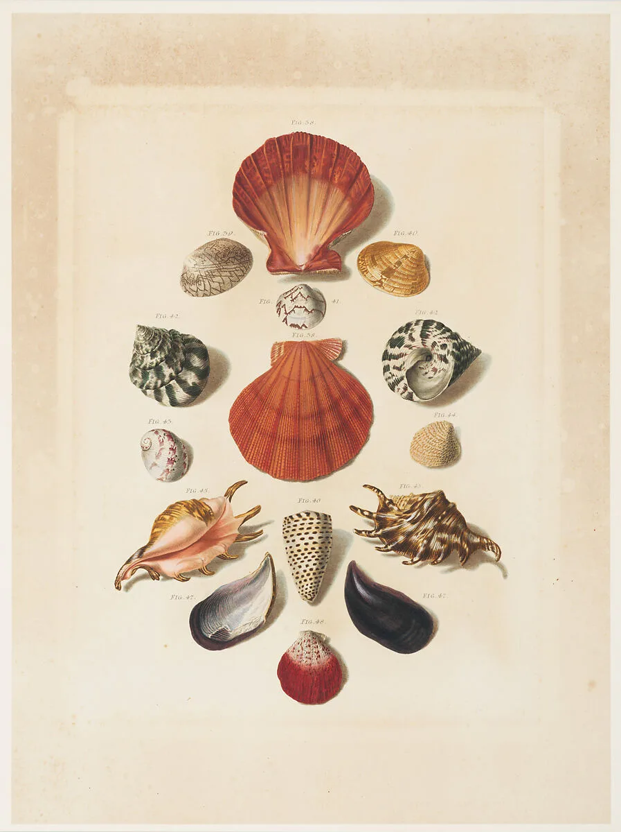 Plate IV, from "Choix de Coquillages et de Crustacés" — Franz Michael Regenfuss