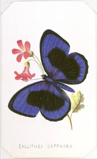 Callithea Sapphira from The Butterflies and Moths of America Part 1