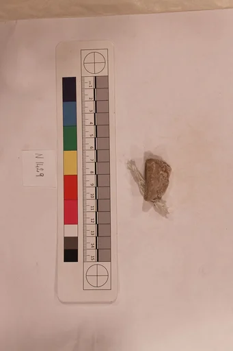 Stucco Fragment