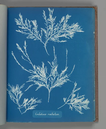 Gelidium rostratum