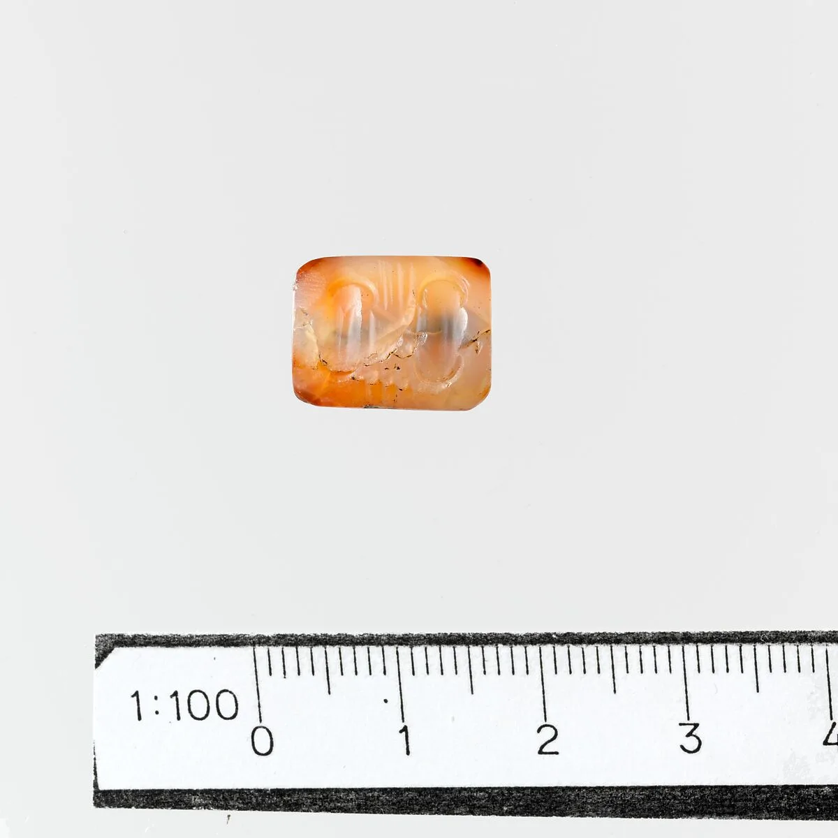 Seal — Unknown