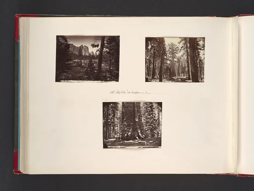 The Big Trees of California