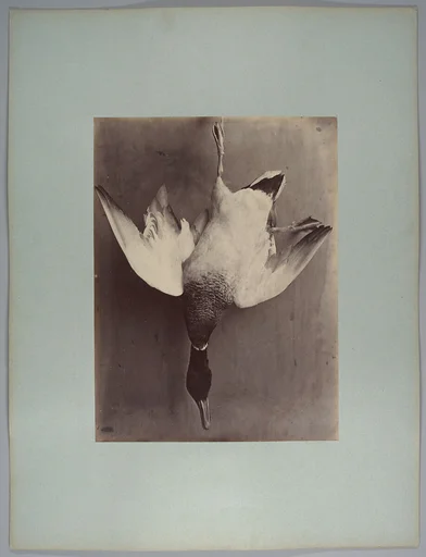 [Still life of fowl, duck with light feathers]
