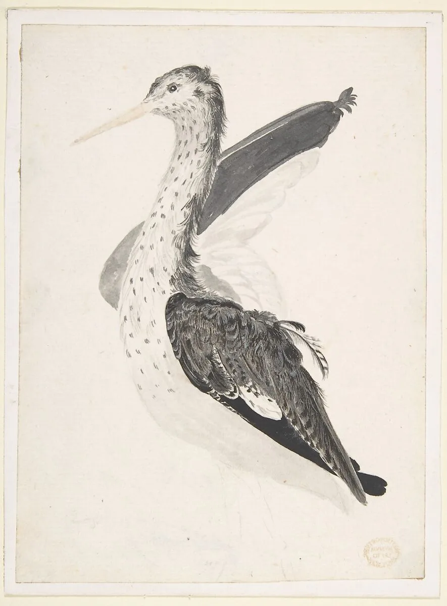 Bird, Perhaps an Egret, Seen in Profile with One Wing Lifted — Count Giorgio Durante (Duranti)