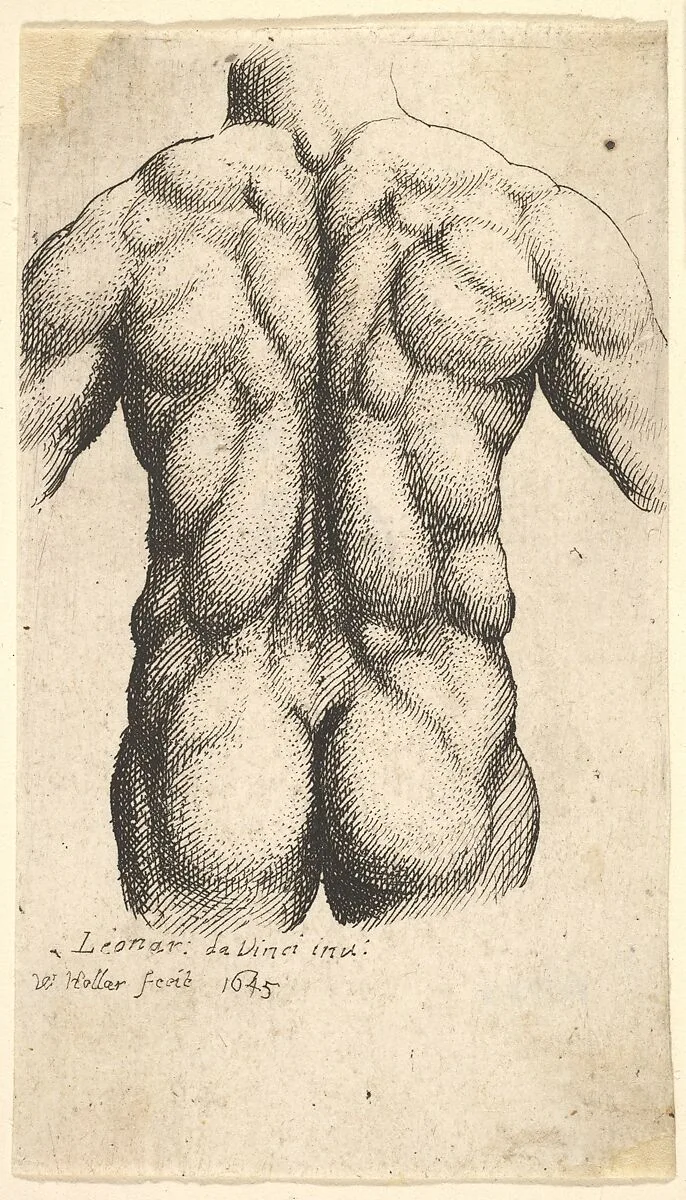 Naked male torso seen from behind — Leonardo da Vinci|Wenceslaus Hollar