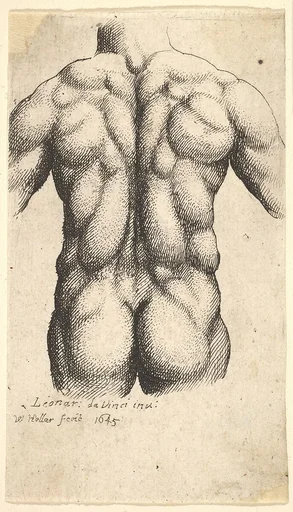 Naked male torso seen from behind