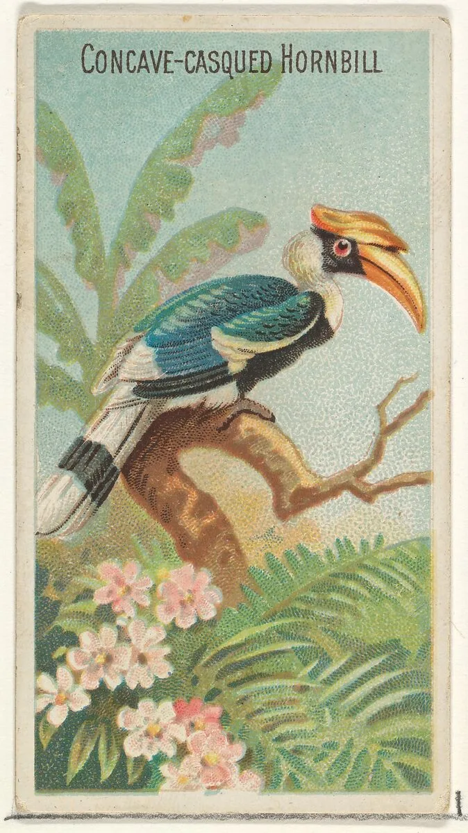Concave-Casqued Hornbill, from the Birds of the Tropics series (N5) for Allen & Ginter Cigarettes Brands — Allen & Ginter|George S. Harris & Sons