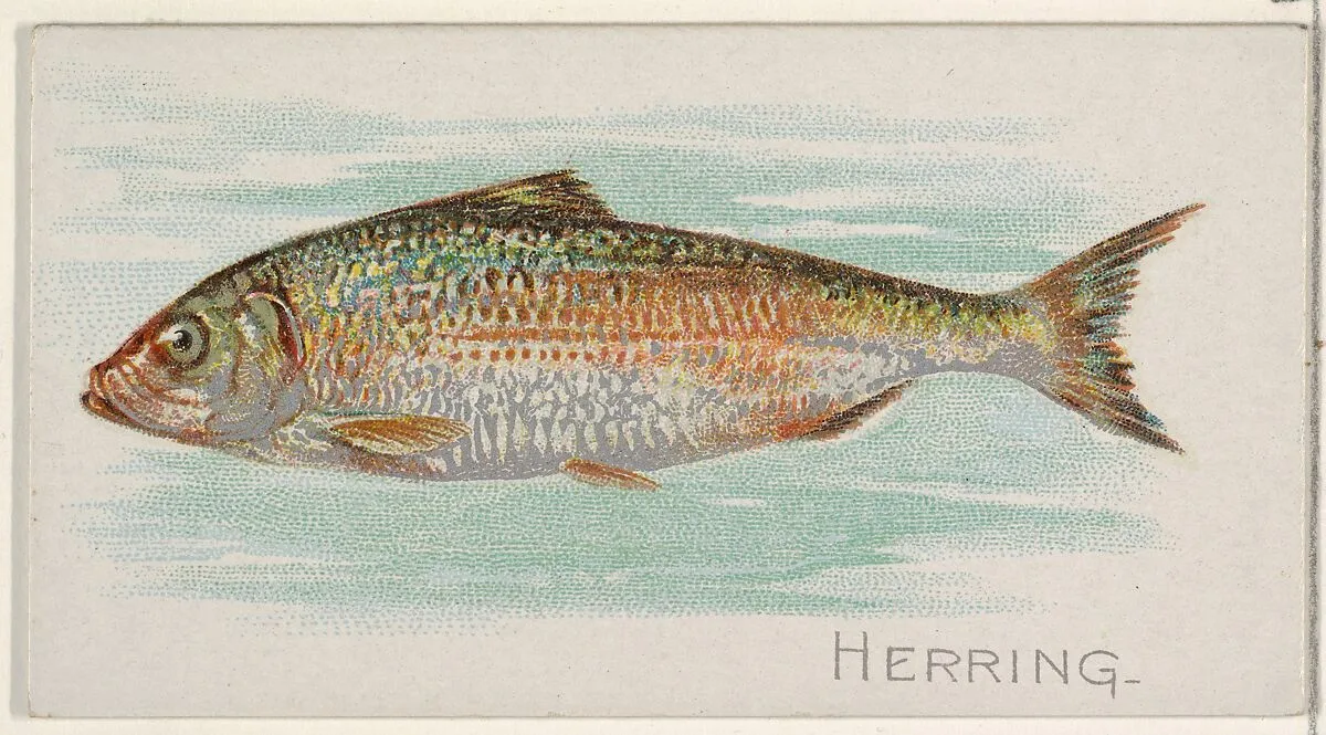 Herring, from the Fish from American Waters series (N8) for Allen & Ginter Cigarettes Brands — Lindner, Eddy & Claus|Allen & Ginter