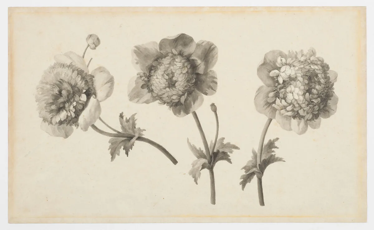 Three Peonies — Anne Vallayer-Coster