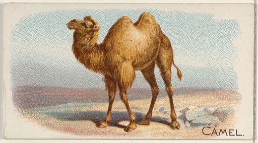 Camel, from the Quadrupeds series (N21) for Allen & Ginter Cigarettes