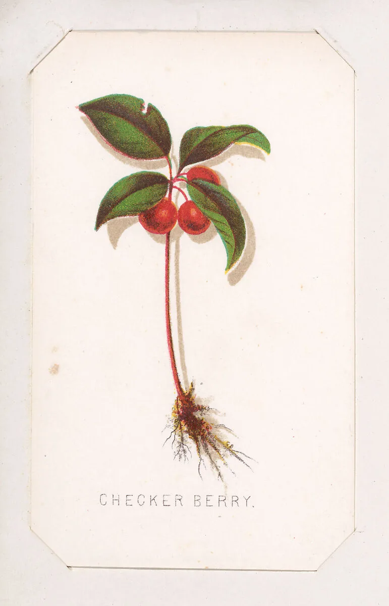 Checker Berry card from the Plant with Root series — Louis Prang & Co.