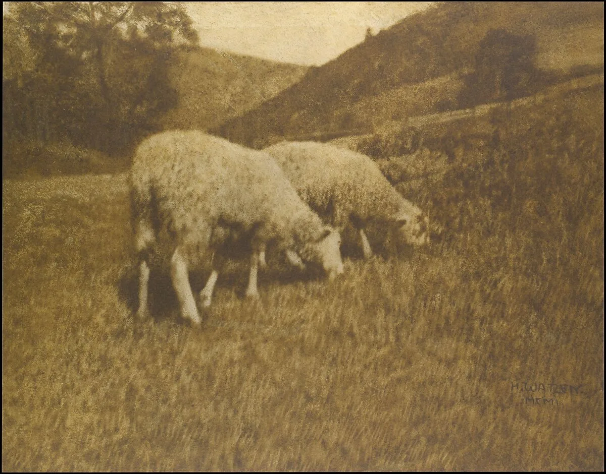 Sheep — Hans Watzek