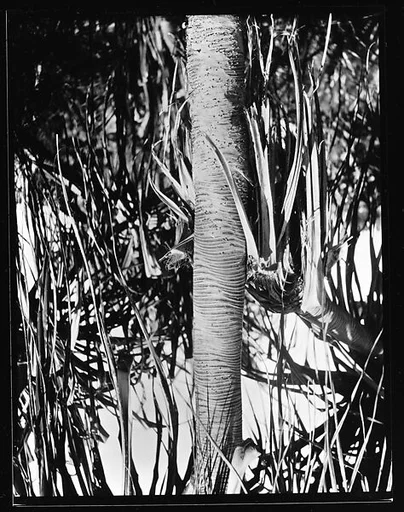 [South Seas: Palm Tree]