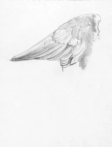 Wing, Study for Notus in "The Winds"
