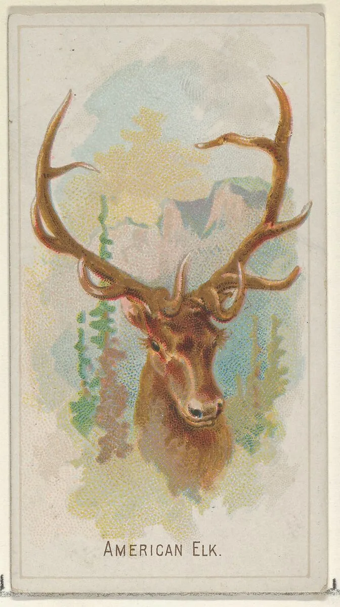 American Elk, from the Wild Animals of the World series (N25) for Allen & Ginter Cigarettes — George S. Harris & Sons|Allen & Ginter