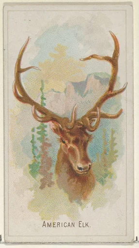 American Elk, from the Wild Animals of the World series (N25) for Allen & Ginter Cigarettes