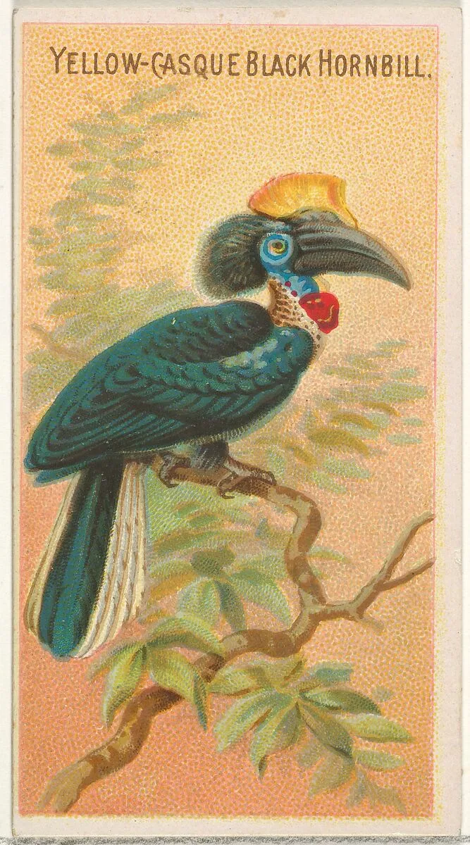 Yellow-Casque Black Hornbill, from the Birds of the Tropics series (N5) for Allen & Ginter Cigarettes Brands — Allen & Ginter|George S. Harris & Sons