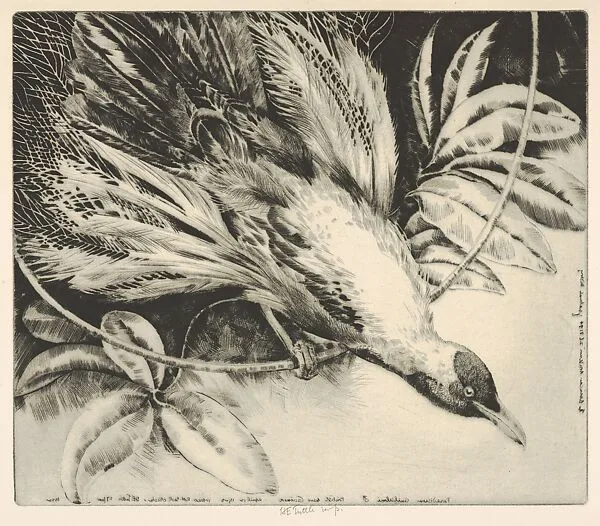 Paradisara Guilielmi, British New Guinea — Henry Emerson Tuttle