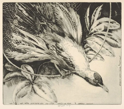 Paradisara Guilielmi, British New Guinea