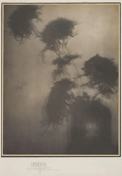 The Shadows on the Wall (Chrysanthemums) — Adolf de Meyer