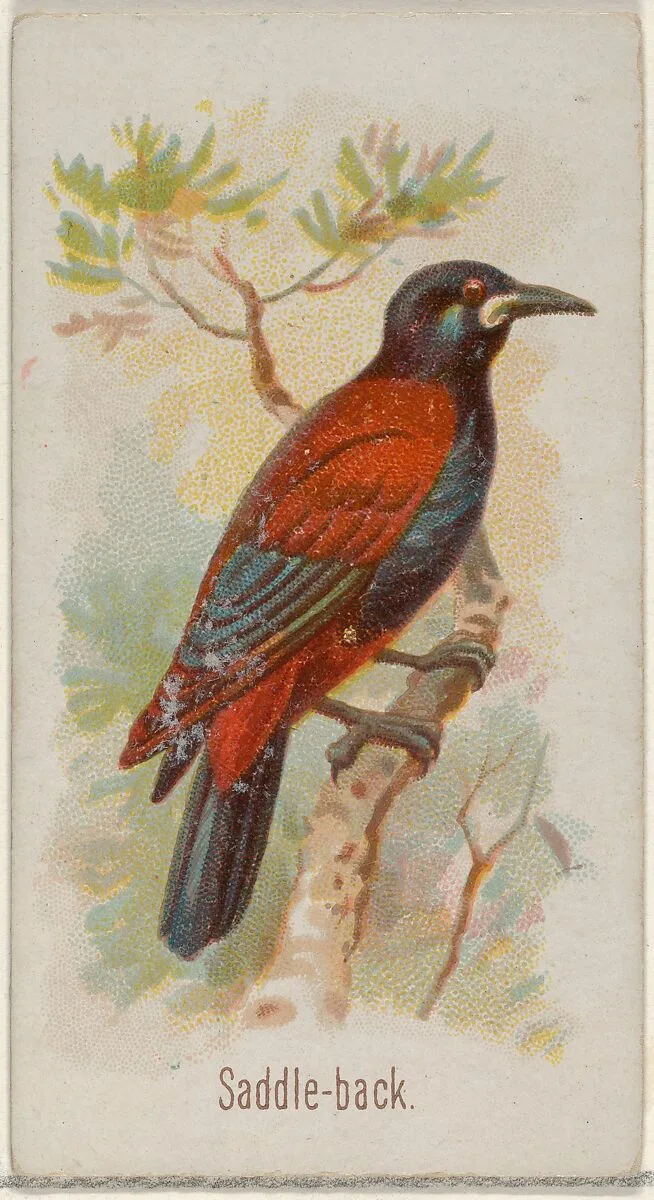 Saddle-back, from the Song Birds of the World series (N23) for Allen & Ginter Cigarettes — George S. Harris & Sons|Allen & Ginter