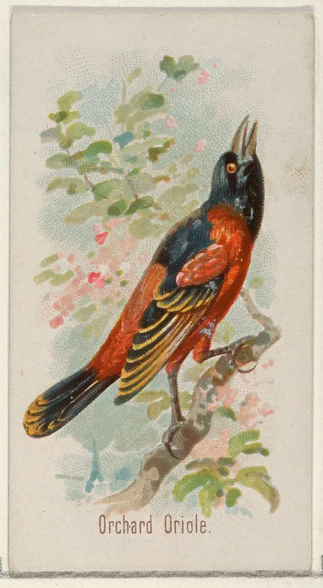 Orchard Oriole, from the Song Birds of the World series (N23) for Allen & Ginter Cigarettes — George S. Harris & Sons|Allen & Ginter