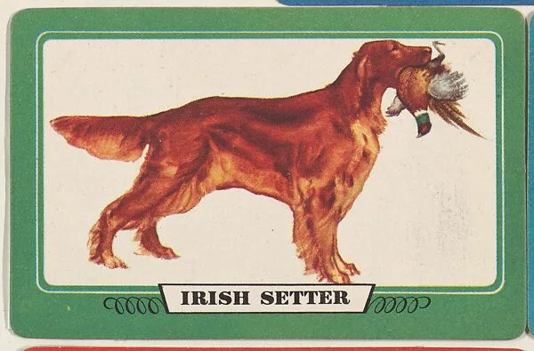 Irish Setter, bakery insert card from the Dogs series (D26), issued by the Omar Baking Company — Omar Baking Company