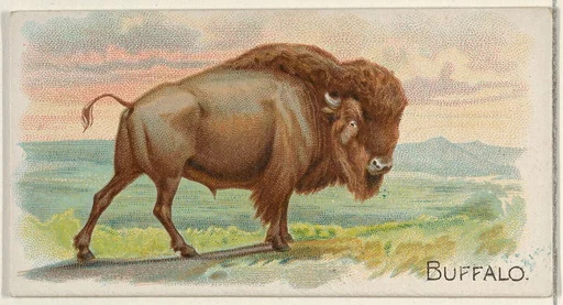 Buffalo, from the Quadrupeds series (N21) for Allen & Ginter Cigarettes