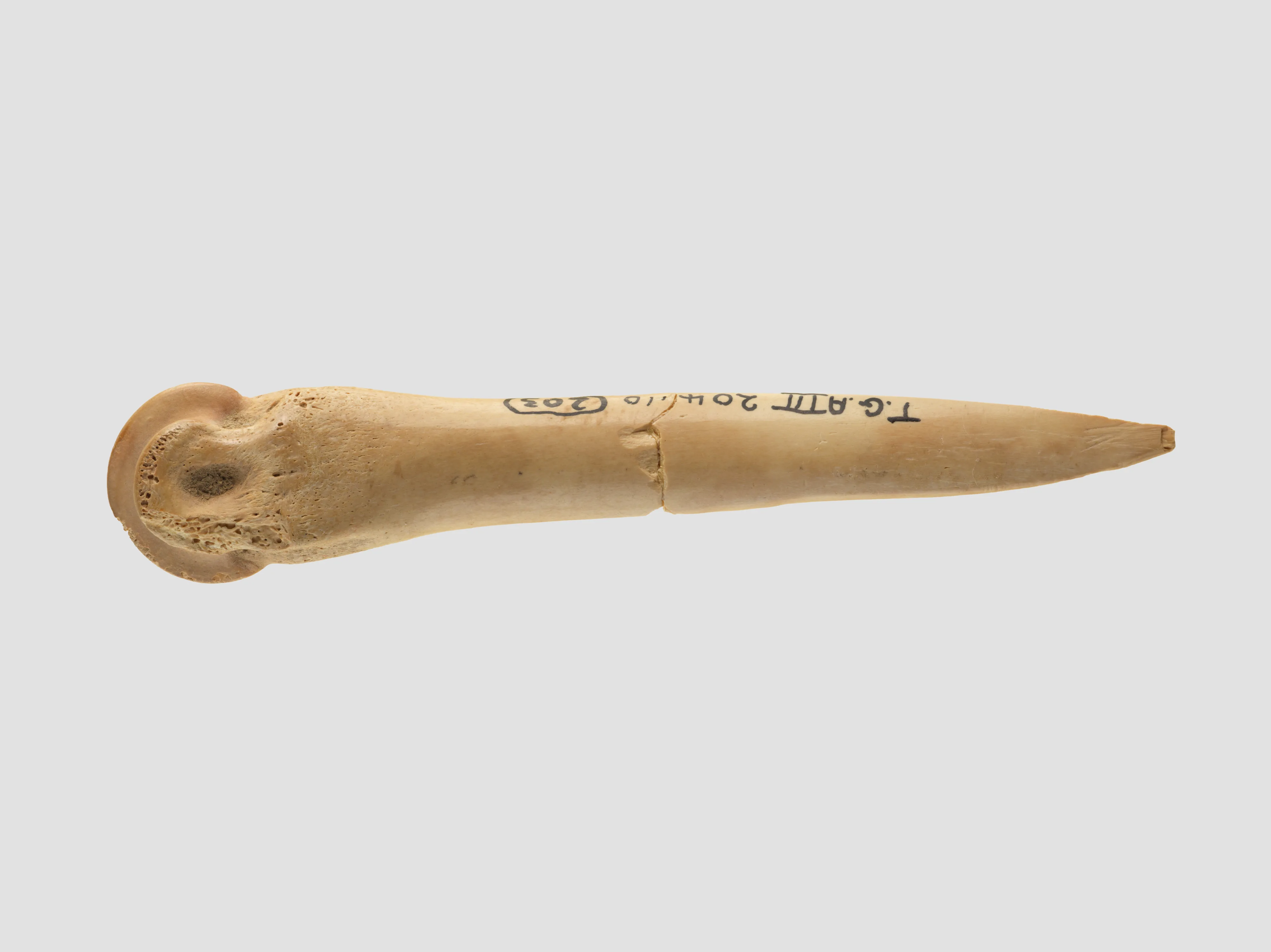 Awl (?) — Unknown