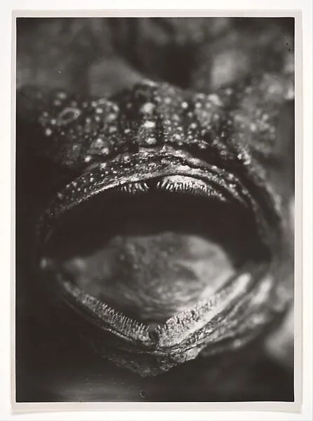 Bouche de Poisson — Jean Painlevé