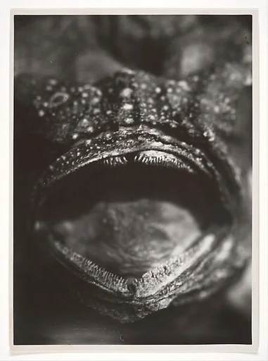 Bouche de Poisson