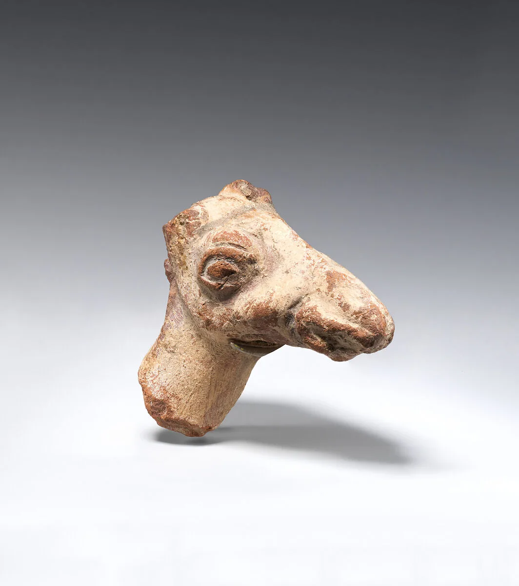 Head of a camel — Unknown