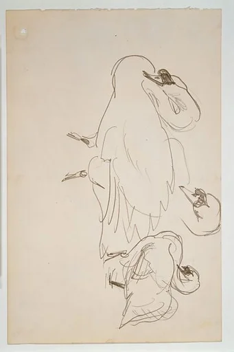 Swans
