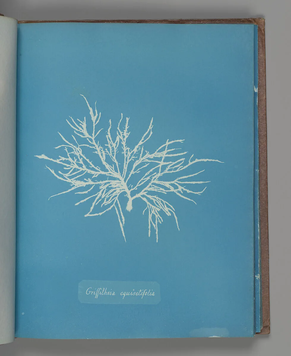 Griffithsia equisetifolia — Anna Atkins