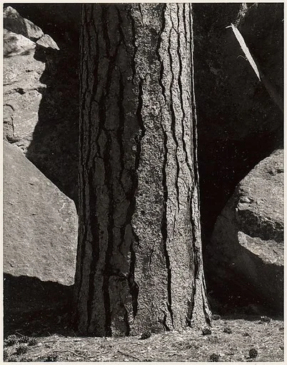 Pine Tree, Rocks, Yosemite Valley, California