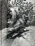 Pigeon Walking in a Park — Gwenn Thomas