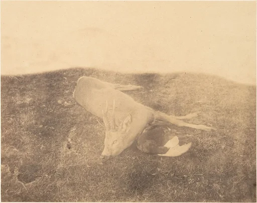 [Dead Roe Buck]