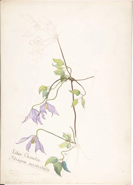 Album of American Wildflower Watercolors — Margaret Neilson Armstrong