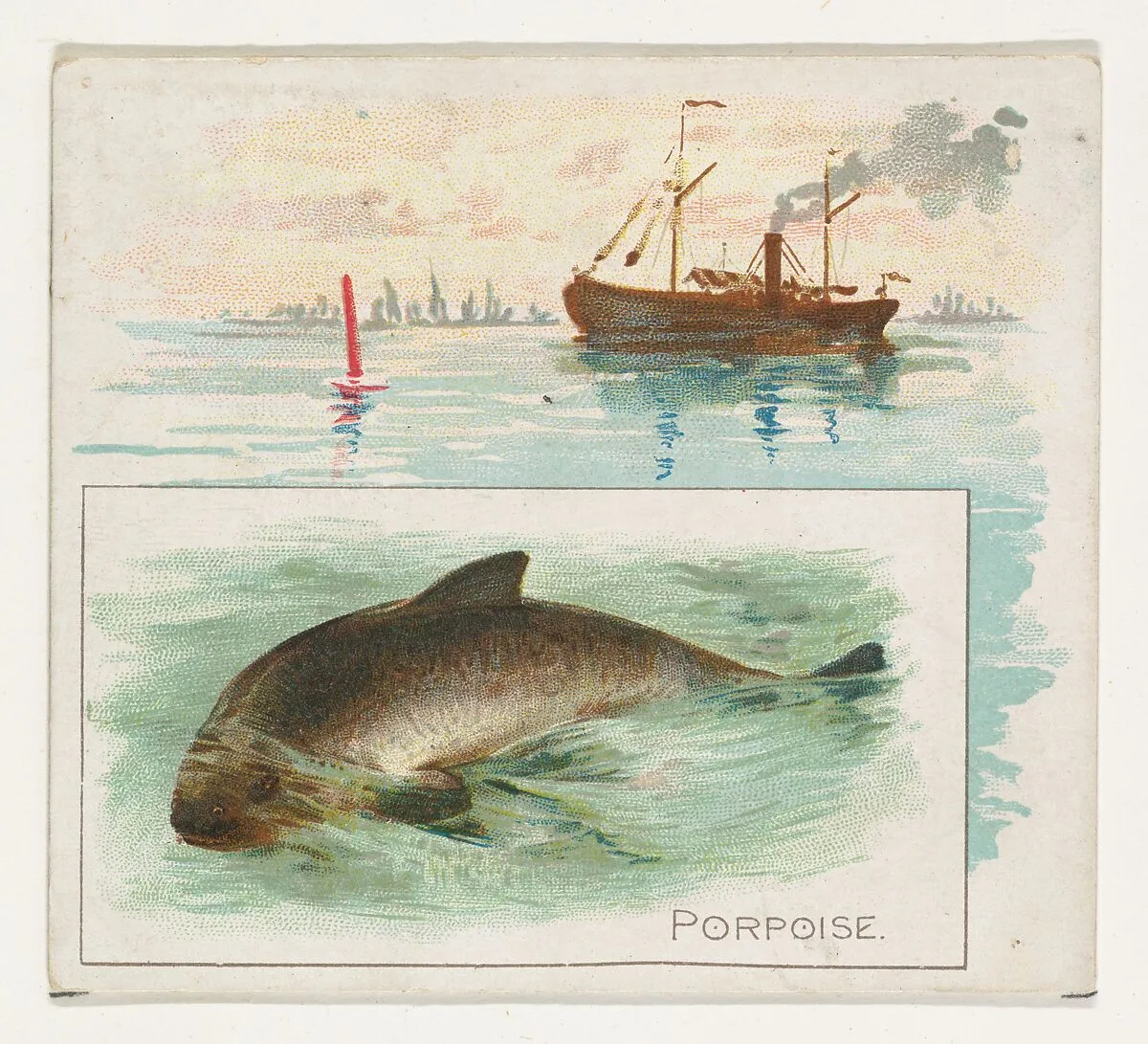Porpoise, from Fish from American Waters series (N39) for Allen & Ginter Cigarettes — Allen & Ginter|Lindner, Eddy & Claus