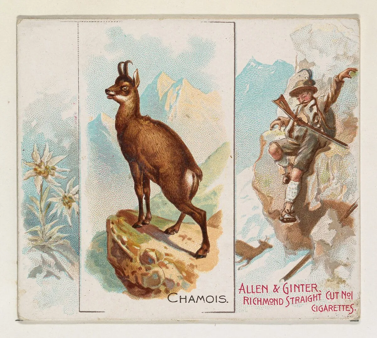 Chamois, from Quadrupeds series (N41) for Allen & Ginter Cigarettes — Allen & Ginter|Lindner, Eddy & Claus