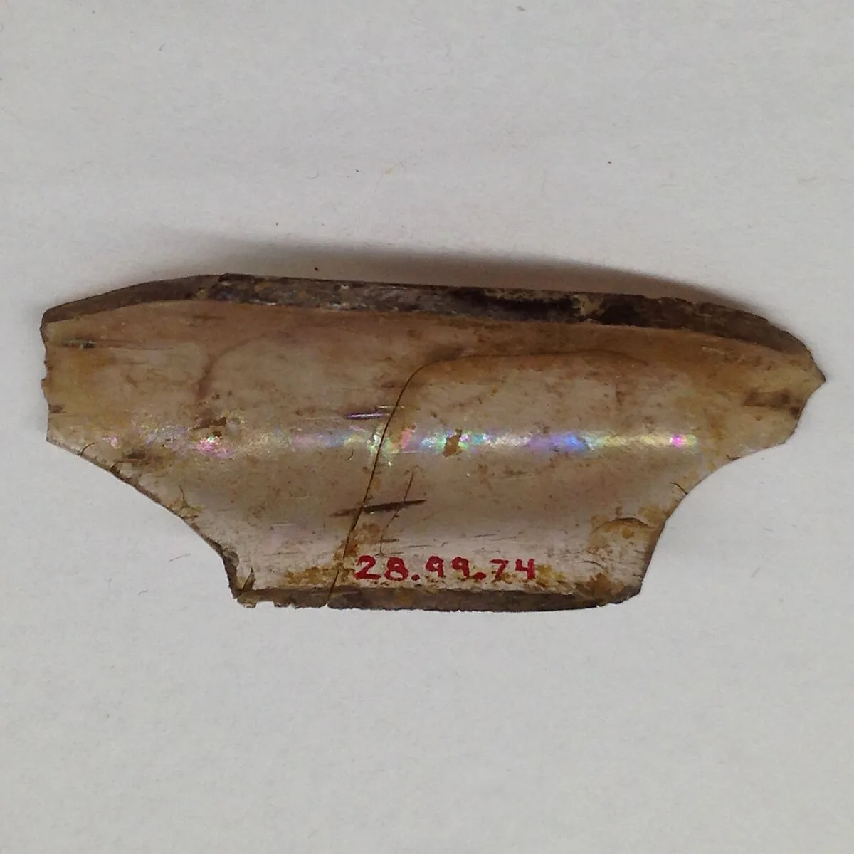 Fragment — Unknown