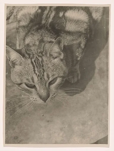 [Cat, Seen From Above]