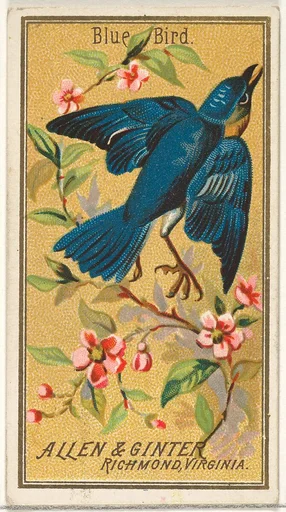 Blue Bird, from the Birds of America series (N4) for Allen & Ginter Cigarettes Brands