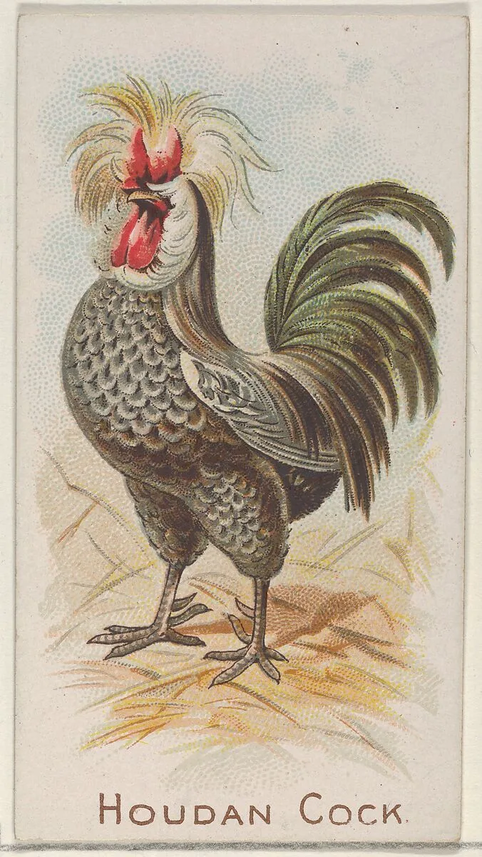 Houdan Cock, from the Prize and Game Chickens series (N20) for Allen & Ginter Cigarettes — Allen & Ginter|The Gast Lithograph & Engraving Company