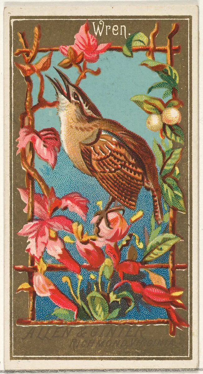 Wren, from the Birds of America series (N4) for Allen & Ginter Cigarettes Brands — Allen & Ginter
