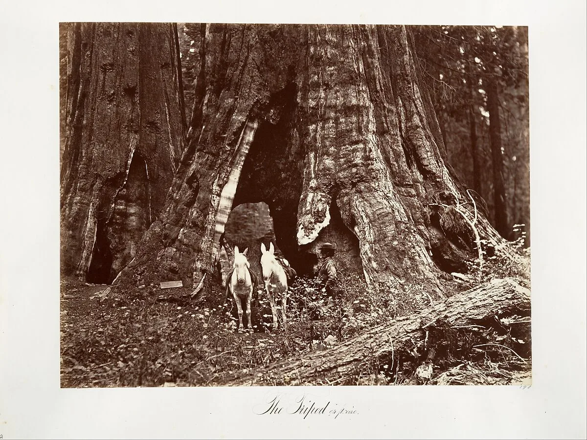 The Tripod, 94 feet circumference — Carleton E. Watkins