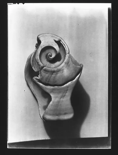 [Shell Study]