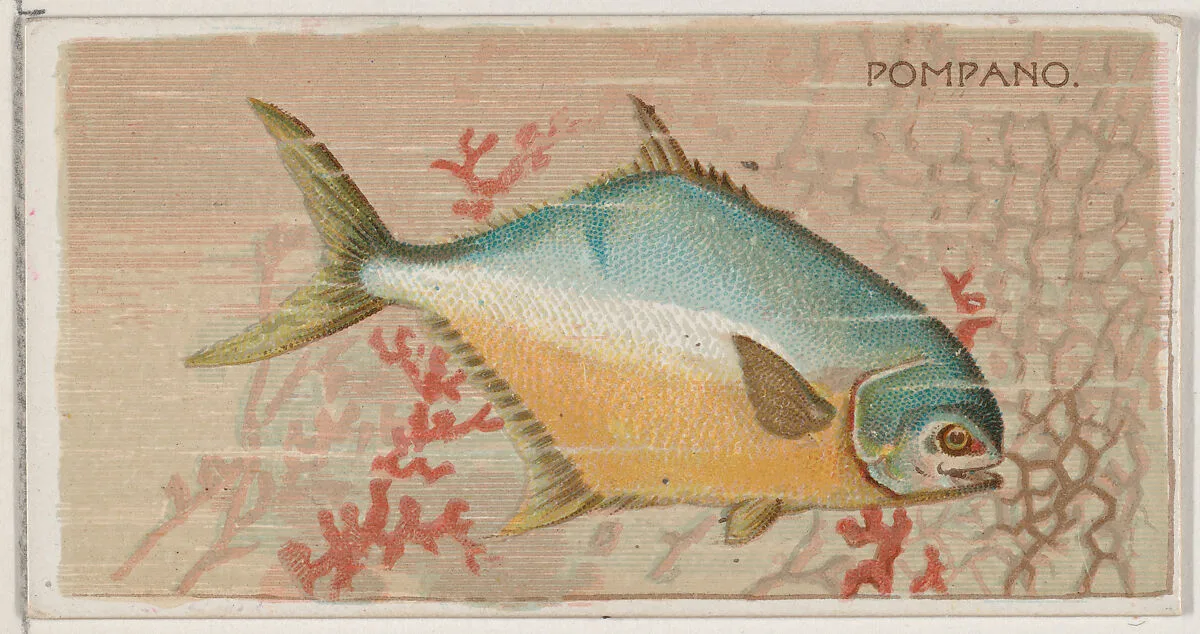 Pompano, from the series Fishers and Fish (N74) for Duke brand cigarettes — W. Duke, Sons & Co.|Knapp & Company